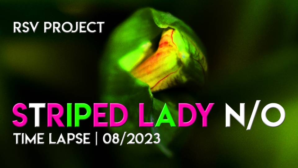 Hippeastrum Striped Lady N/O Time Lapse | 08/2023