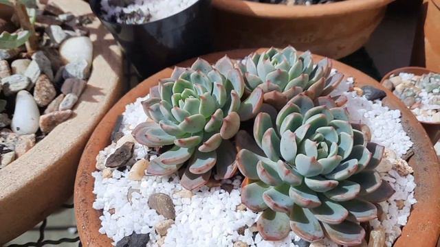 20 Suculentas Bem Coloridas E Uma é Bem Prolífica