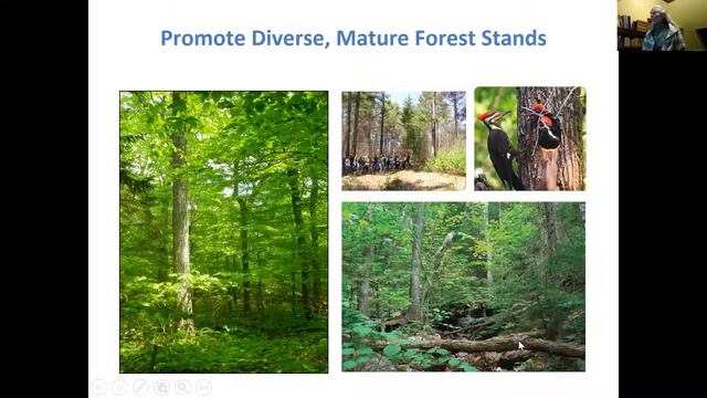 Forestry For Maine Birds - Maine Master Naturalists Program