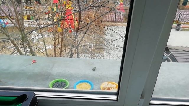 Эксперимент с кормом для синиц