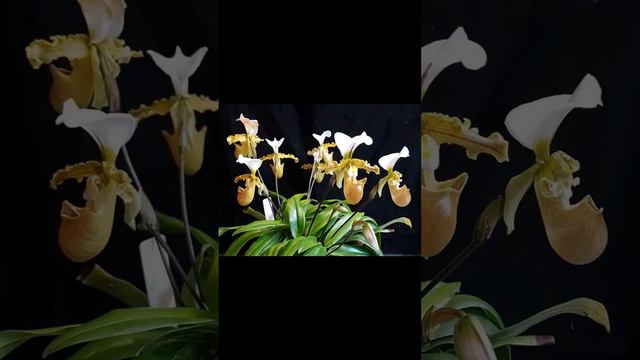 #paphiopedilum #orchidea