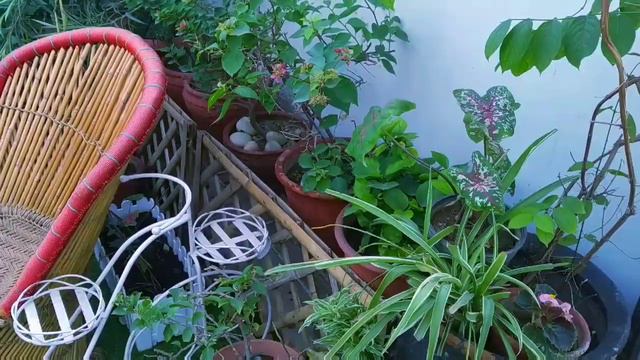 Short Update With New Petunia Flower Plant Ll Mylilgarden Ll