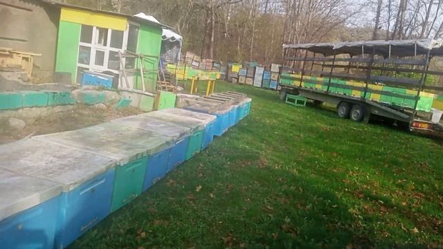 Проверяем индикаторы после обработок пчёл от воратоза