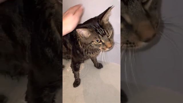The cat is washing КОТ МОЕТСЯ ВАННЫЙ ДЕНЬ