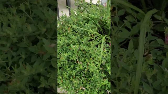 3 & 4 Months Update Supertunia Vista Bubblegum, Budworms #supertunia #supertuniavista #dogvideo