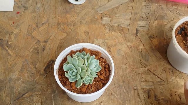 || ECHEVERIA ELEGANS ALBICANS ||