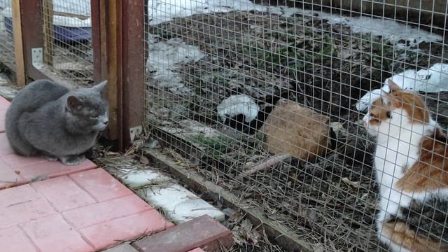 Кот вернулся через 2,5 года