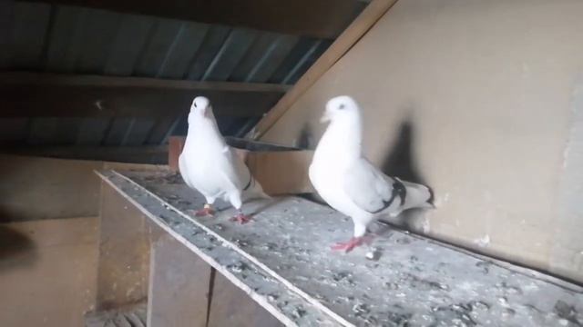 47d88da1b49f38ca55fc9375a9c6b94c