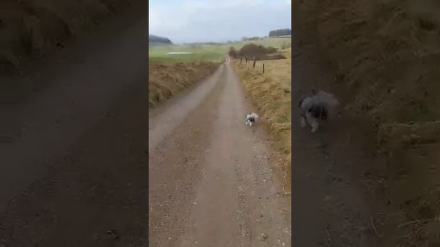 Discipline With A Biewer: 