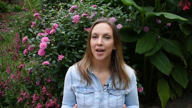 Dahlia Planting Guide  How to Plant Grow  Harvest Gorgeous Dahlia Flowers  Longfield Gardens