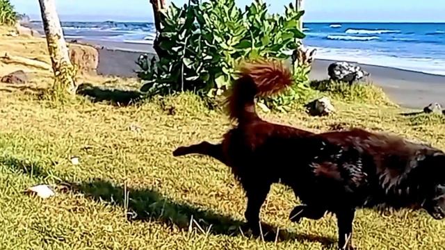 Travel-Nyanyi Beach Bali Indonesia || Cinematic Video.