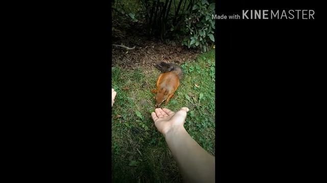 Погладил Белку!