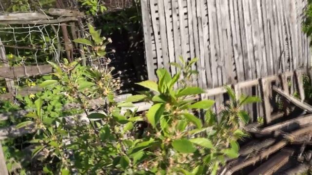 Вишня карликовая.mp4