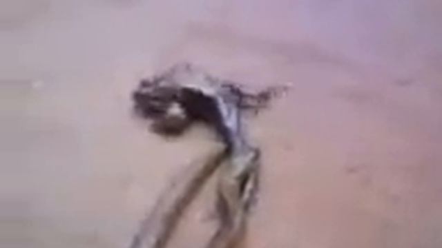 809d1af8245207499287dfaf31a3d73c