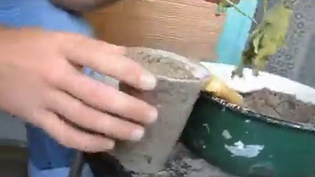 Батат - подготовка рассады