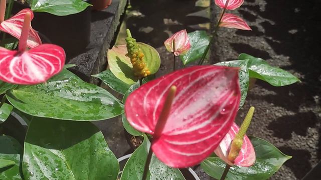 0fdcca005fb3400f9b79ad989cca01b4