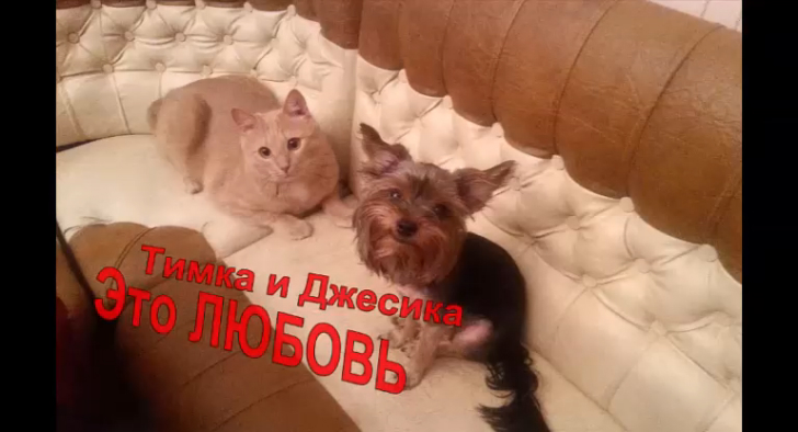 Кот и Собака-это любовь,немного позитива