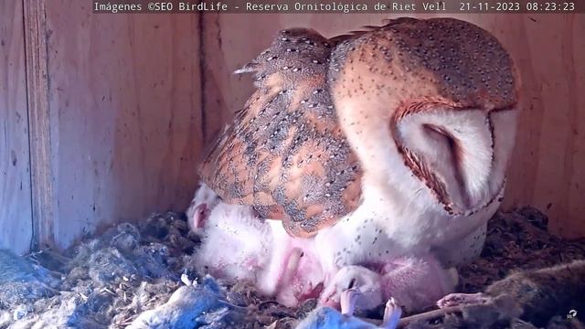 ШІСТЬ СОВЕНЯТ. СИПУХА. РІТ-ВЕЛЛ. ЕБРО. ІСПАНІЯ 21-11-23-BARN OWL. RIET VELL. DELTA DEL EBRO. SPAIN