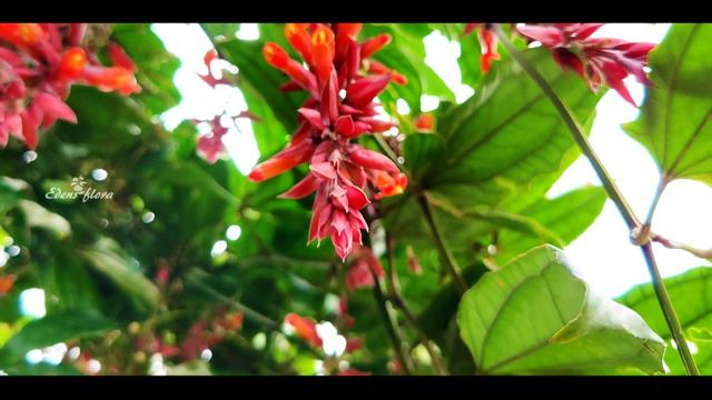 Best Flowering Plant  For Decor ||Thunbergia Mysorensis |indian Clock Vine ||garden Tour Malayalam