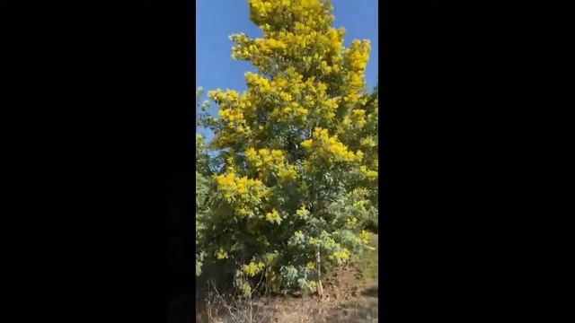 Россия мимоза оптом доставка к 8 марта