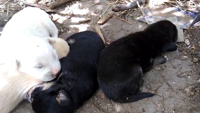 Маленькие щенки наелись и спят, во сне они быстрее растут