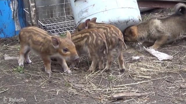 Лайка против кабана