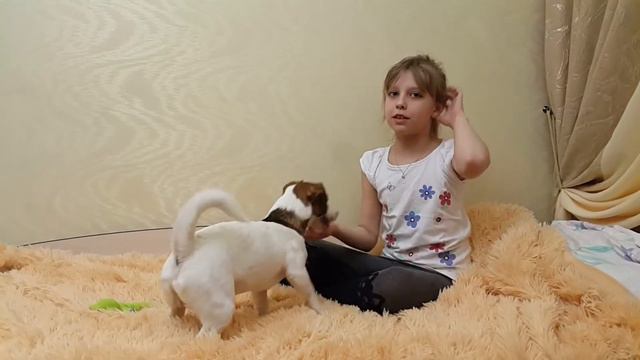 Джек Рассел Джой