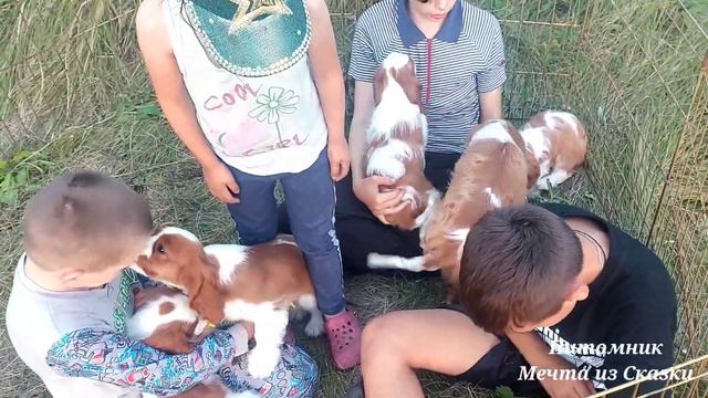 Щенки кавалер кинг чарльз спаниель от Насти и Тая. Эфир от 15.08.23. #кавалеркингчарльз #щенки