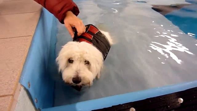 Coton De Tulear - Swimming