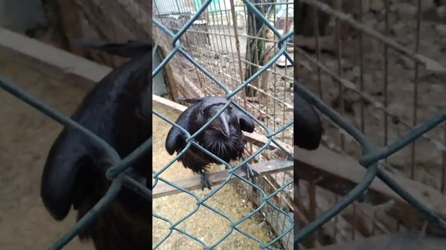 Говорящий Ворон