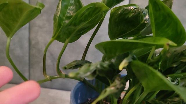 Roślina Zwijająca Swoje Liście? Epipremnum Shangri La/ Godzilla! Rodzaje Epipremnum