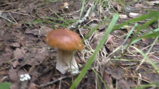 Удачная грибалка в Низовской или главное не собрать-главное дотащить...