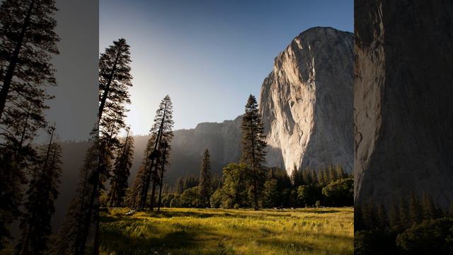 Forest Mountain Background