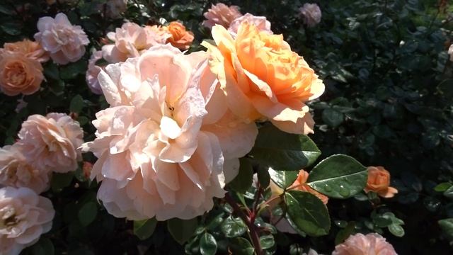 Rosa Schöne vom See