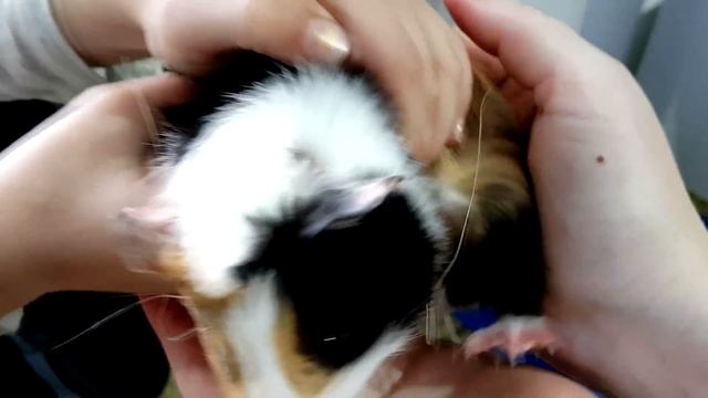 Хомяк Куки. Уборка у морских свинок Говорящий хомки