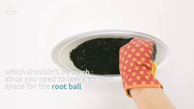 How To Plant Basil In An Innovative Self-Watering Pot CALIPSO By Santino