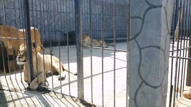 Релаксируем вместе со львами. На сон грядущий. Сафари парк Прайд Абхазия. Июнь2021