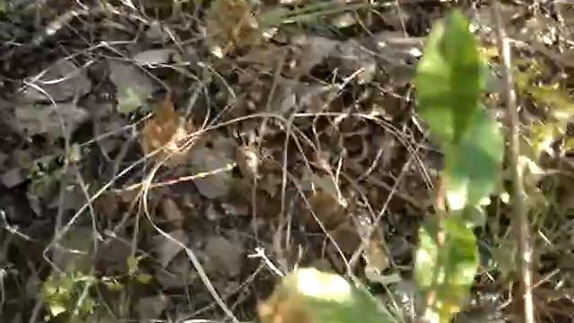 D8751470b2c69432acedfaad69535704