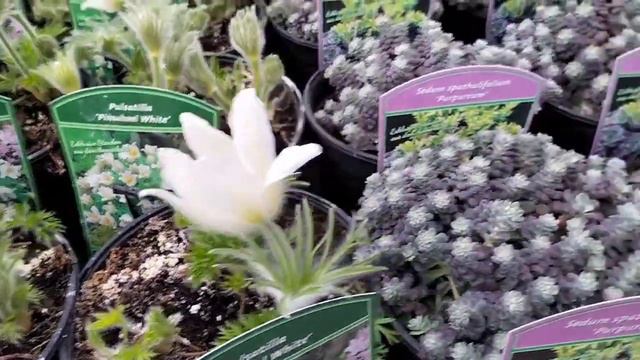 Про таке можна тільки мріяти! #весна #краса #примула #сонтрава#бадан#дицентра