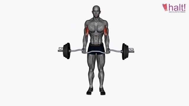 Biceps Workout | Exercise 27 | Ez Bar Biceps Curl Normal Grip | Halt Nutrition
