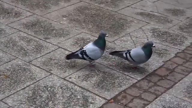 Eea2db2514e361a3059800a2b88c0000