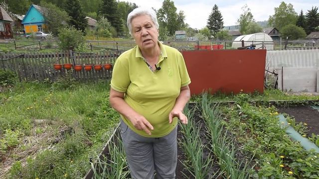 Голова садовая - Чеснок оценил мою заботу. Зазеленел