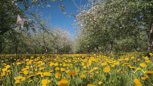 BEAUTIFULL TREE COMPILATION 4K |  AMAZING TREES WITH SOOTHING & RELAXING MUSIC 4K