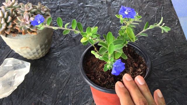 || BLUE DAZE || CARE TIPS ||