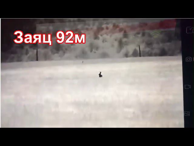 «В мире животных» кадры с тепловизора . Тепловизионный прицел Dali S240