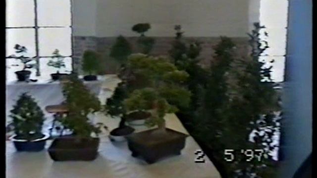 Бонсай мастеркласс 1997