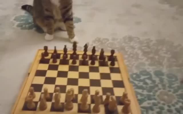 Мат в один ход