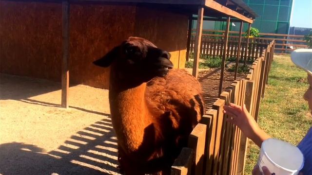 Лама плюется).