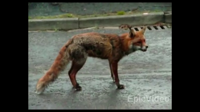 Dog Saves Cat From Hungry Fox!!!