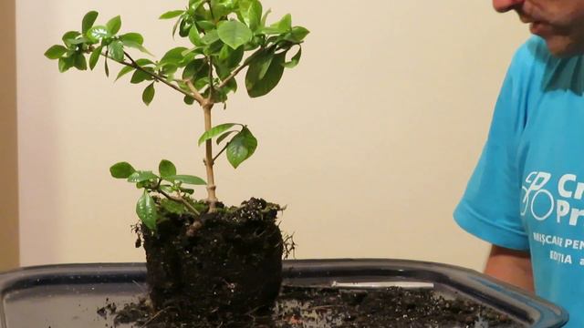 Gardenia - Proiect Bonsai / Tăiere și Replantare